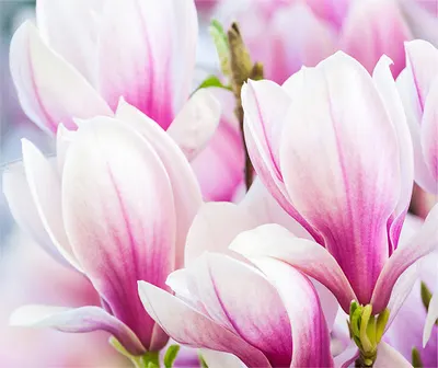 Gabinet Psychoterapeutyczny mgr Iwona Widulińska psycholog, psychoterapeuta